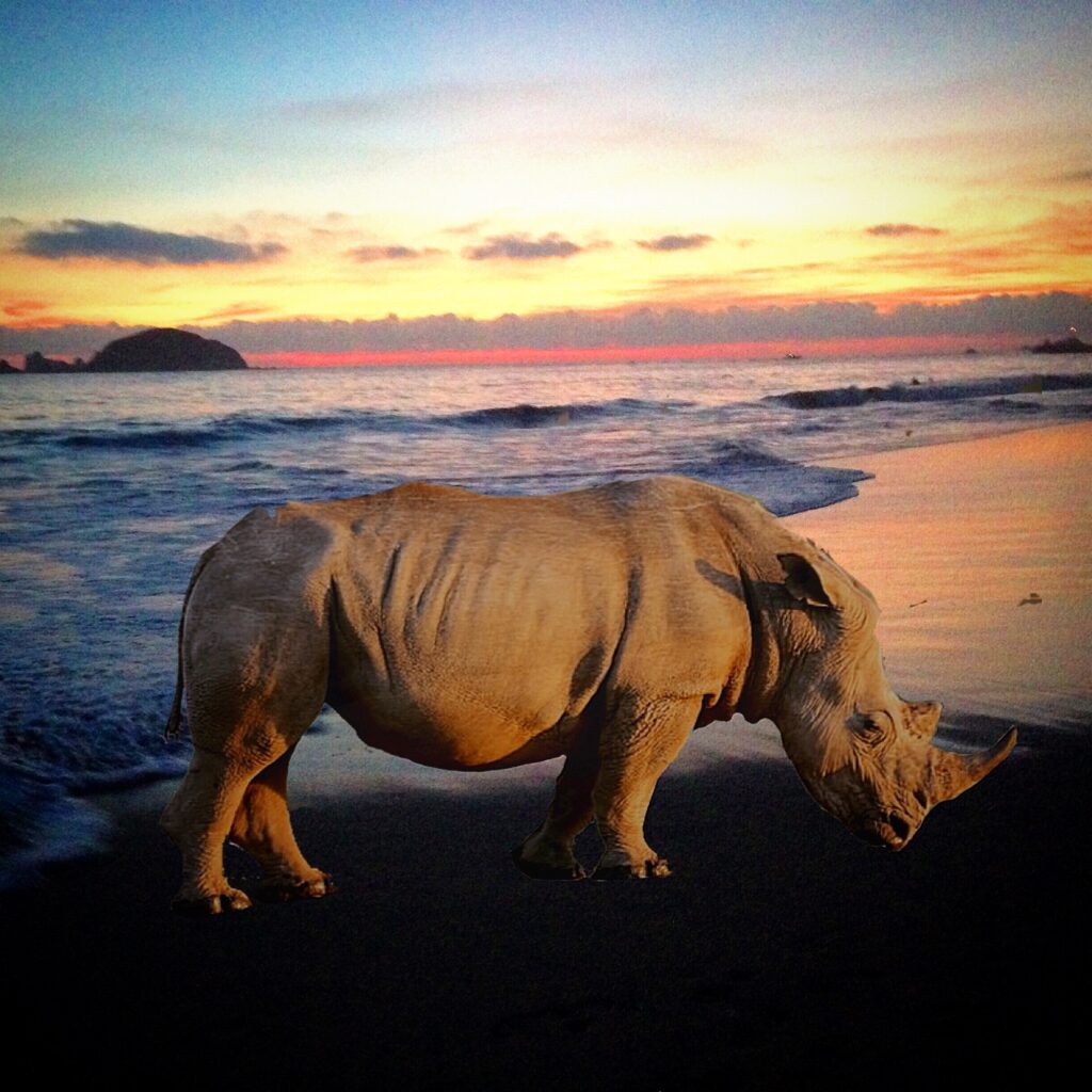 Rhino at the beach during sunset